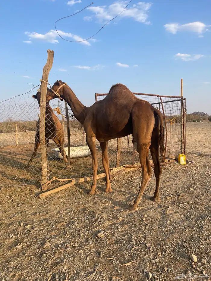 قعود جذع حمر ادهم 1