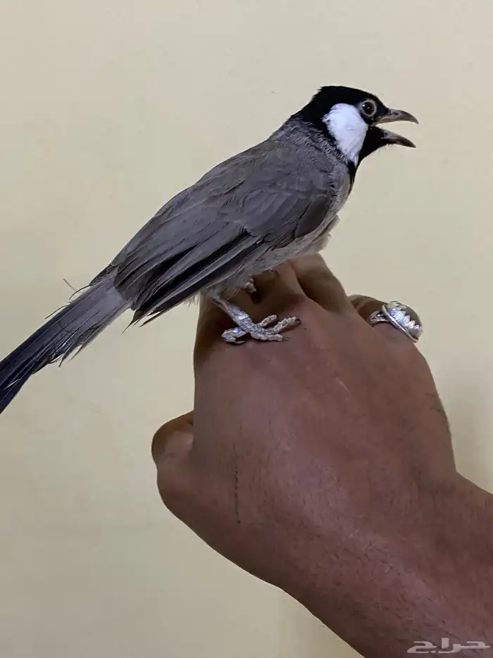 للبيع  أو البدل بلبول 1