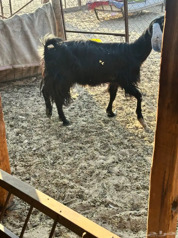 عنز عارضيه 1