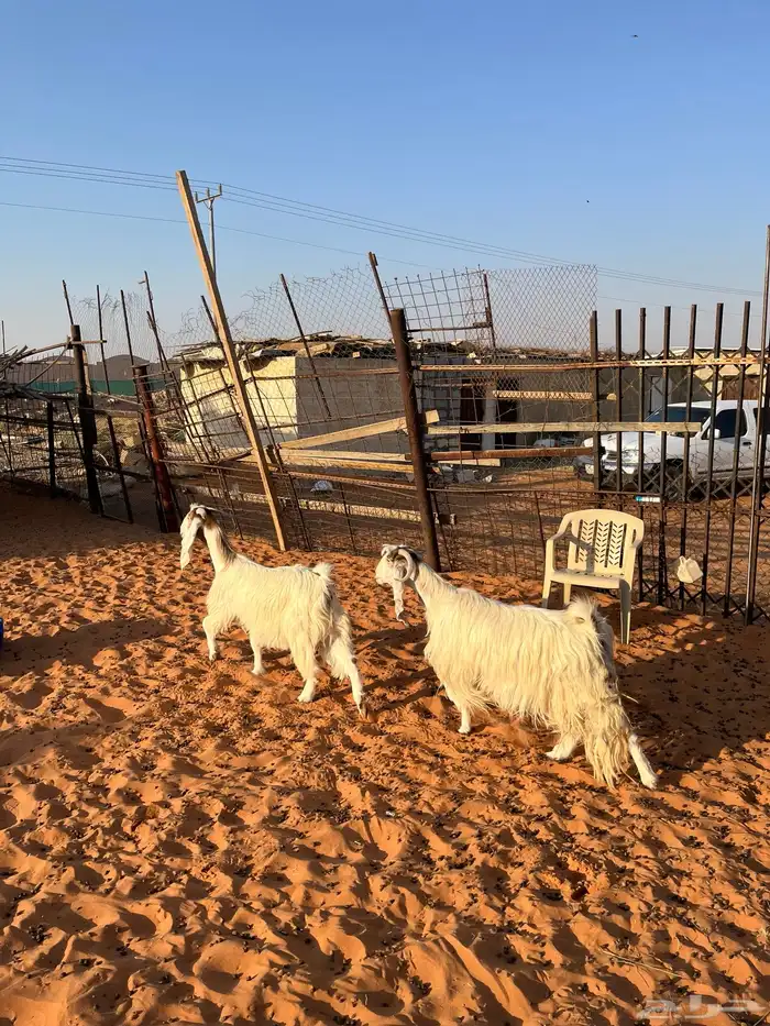 معزا بيض مشاريك مصريه جروم فاخره طيبه دفيع مضاريع سونار 8