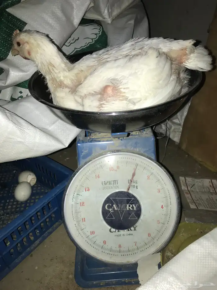 دجاج لاحم روس 0