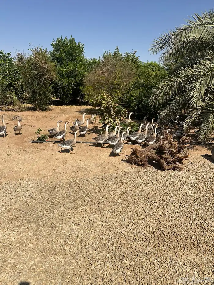 وز عراقي اصل 1