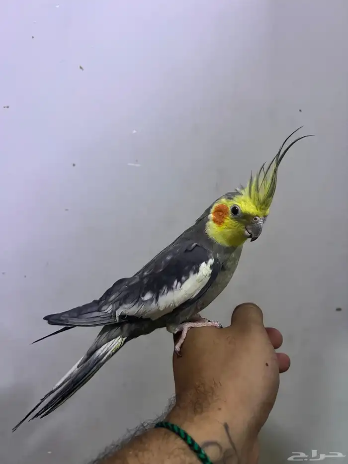 كروانات اليفه 1