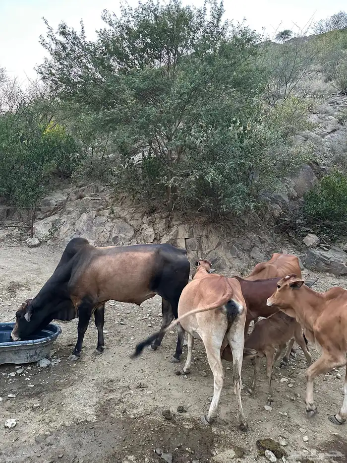 بقر للبيع عدد 5 الموقع رجال المع 6