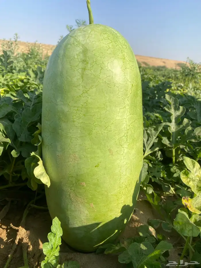 حبحب للبيع القنفذه وادي حلي 3