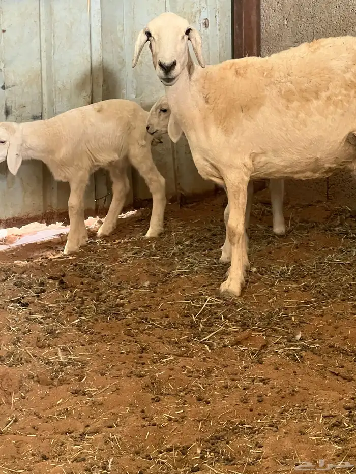 شاه تامه معها طلي ورخل اعمارها شهر 2