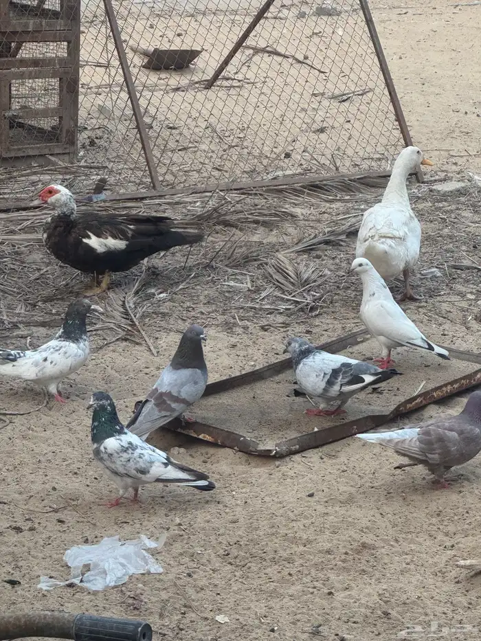 بط مصري وبكيني 0