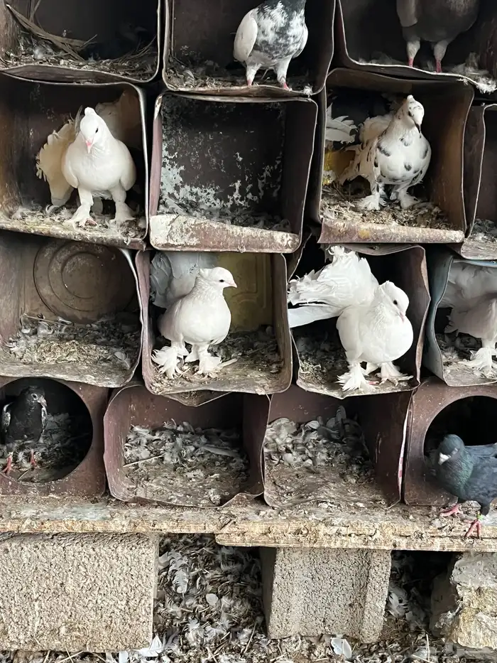 ارانب ذكور وحمام هزازي 1