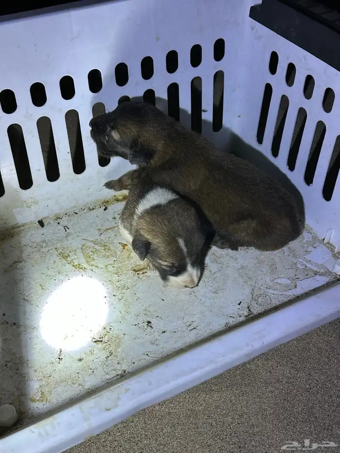 جرو للبيع من فصيله عسكرية وحراسات أمنية كفو وخشم طيب 0