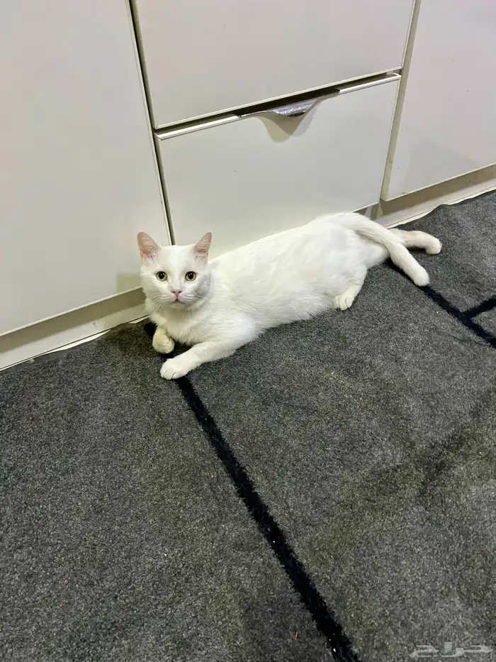 قط للتبني (مجانا ) 3