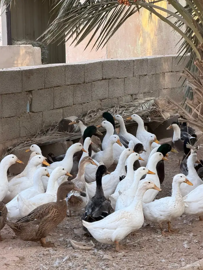 للبيع بط بيكيني مع شرشيري امهات وبشاير وفروخ 10