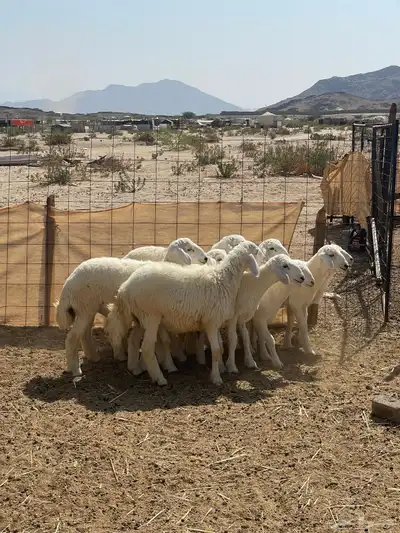 بهم للبيع index