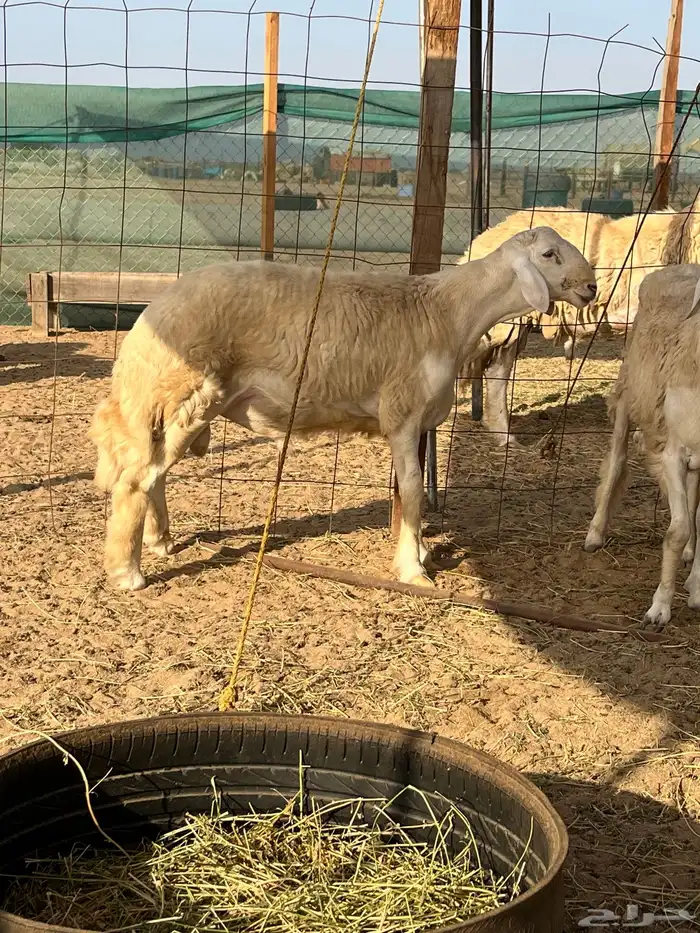 طليان حرية للبيع 3