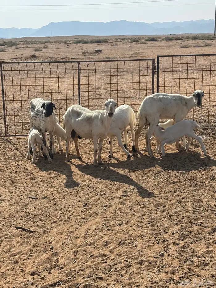 رفيديات 14 وحريه 3