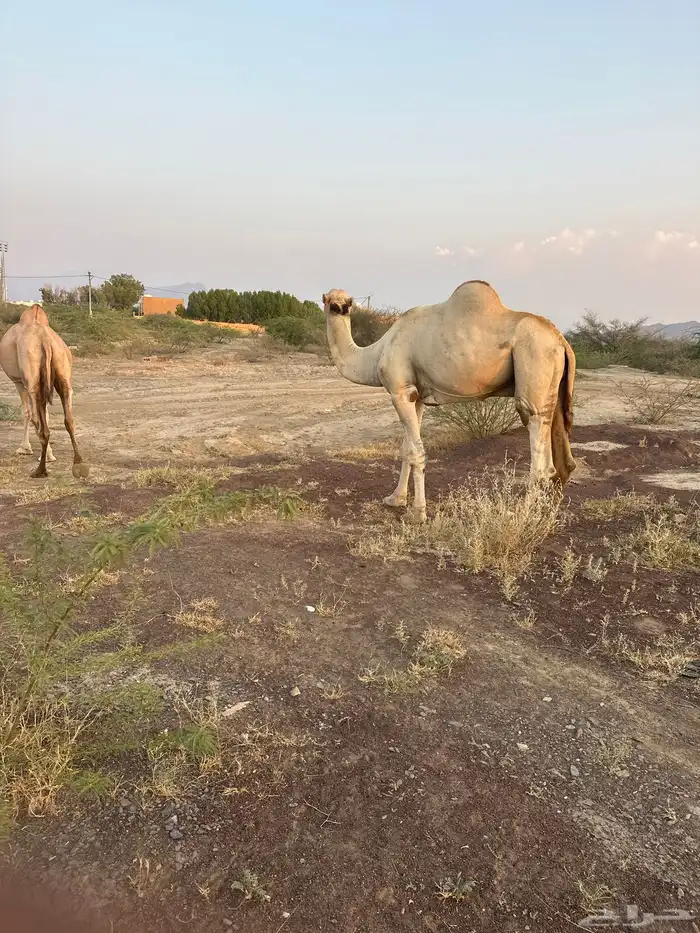 بعير اركي منتج 1