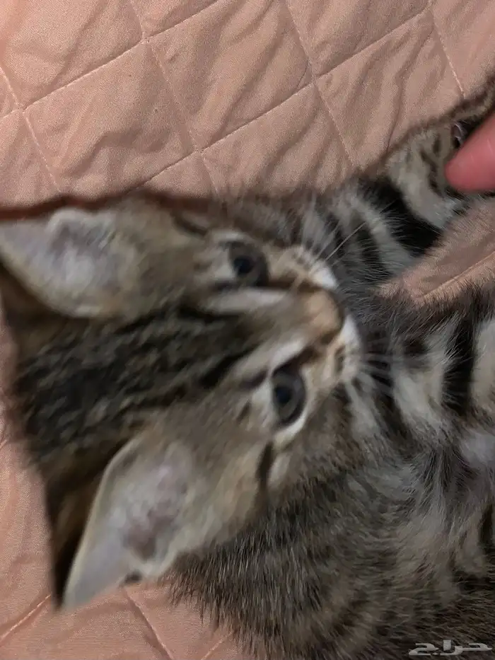 قط صغير للبيع السعر قابل للتفاوض شامل اغراضه 2