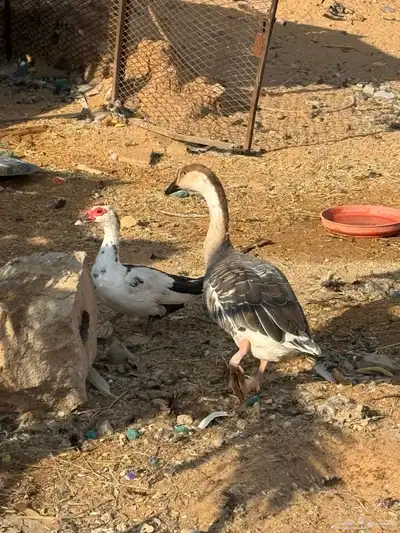 وز عراقي index