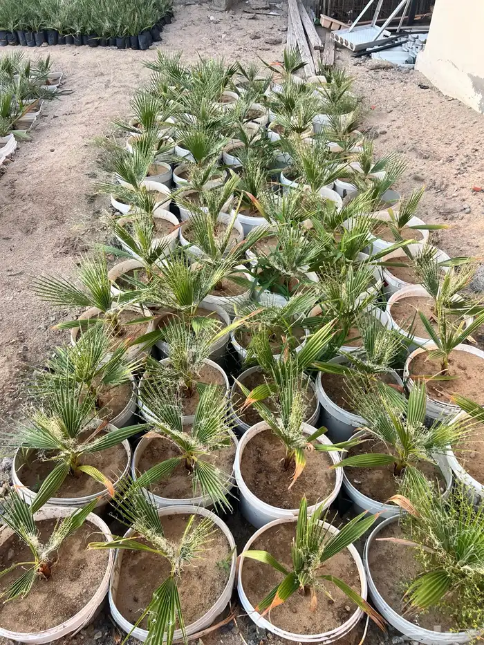 مشروع زراعي للبيع بالكامل بسعر رمزي جدا 19