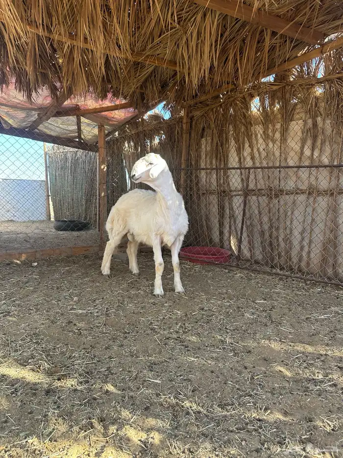 حري صنف مشروع فحل 2