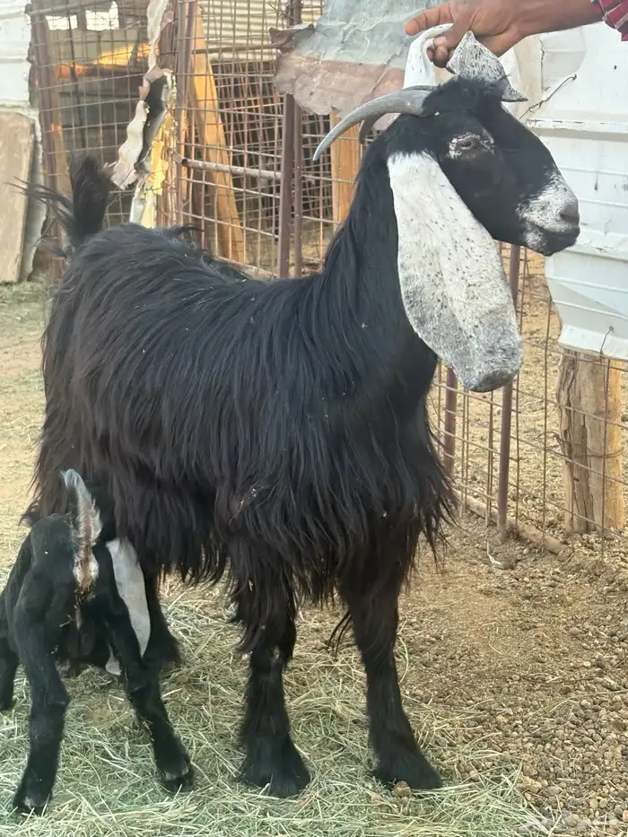 عنزين عارضيات اصل مواليد جذعات او توها مثنيات 0