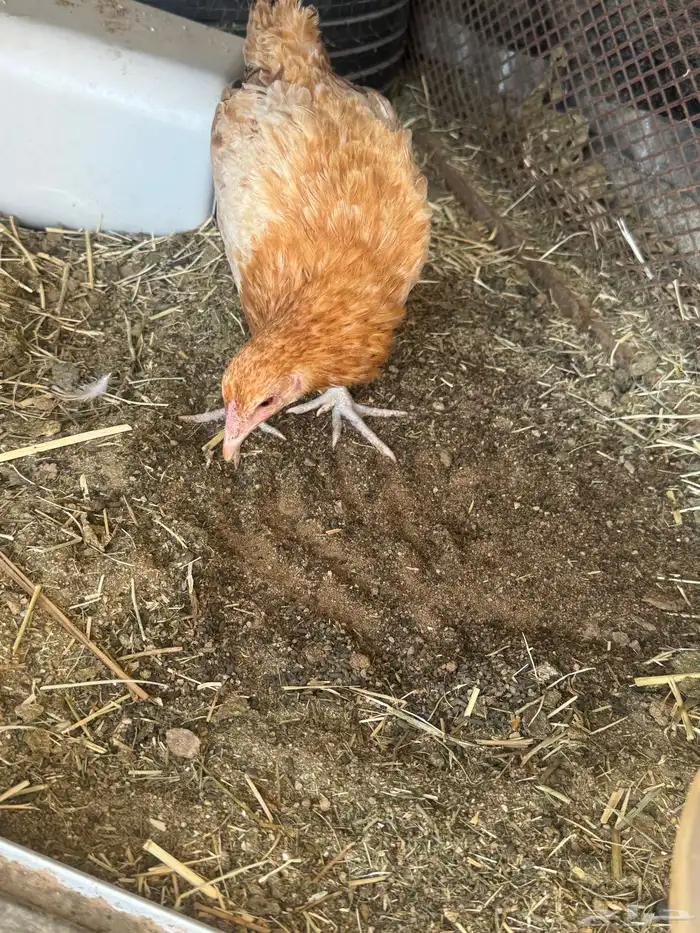 دجاج بلدي 21