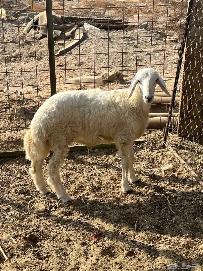 طلى حرى شحم ( تم البيع ) 2