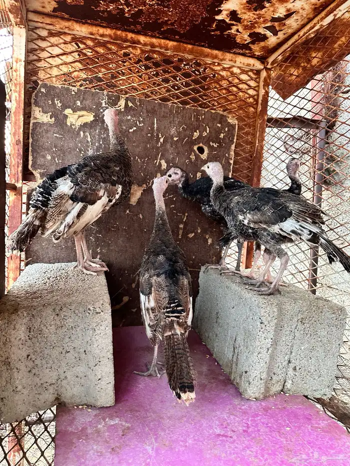 رومي للبيع صوص 4