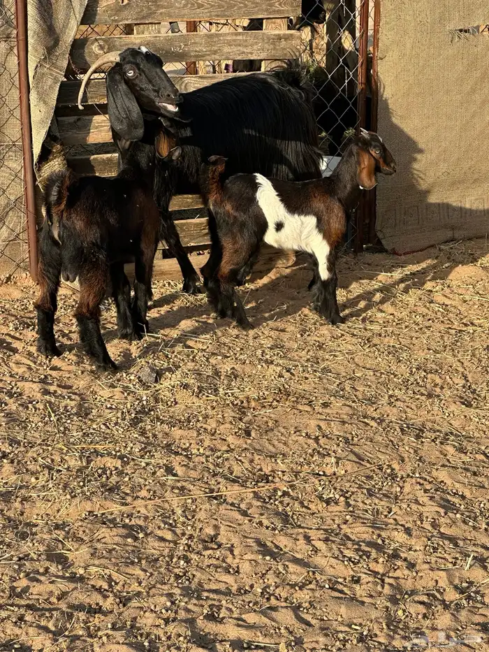 مسوي طري عليها تيس وعناق 0