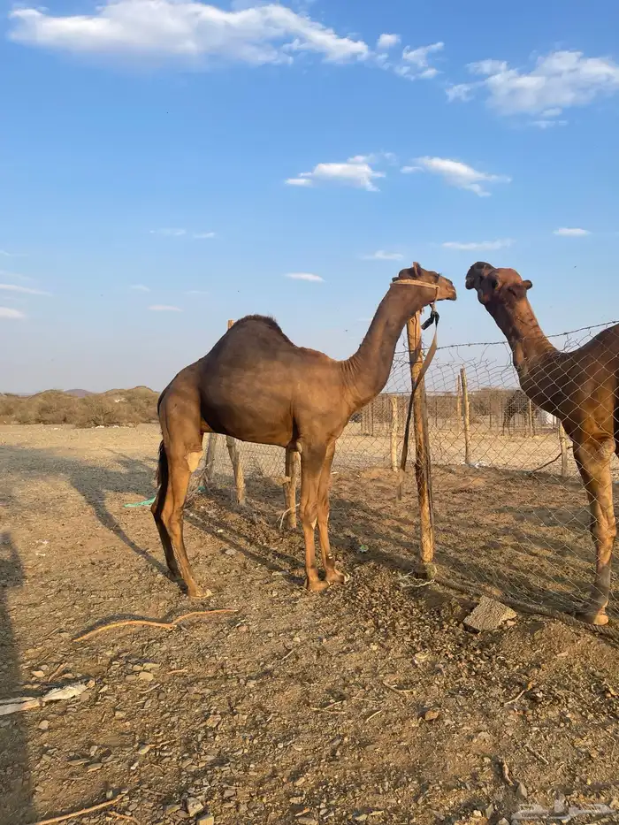 قعود جذع حمر ادهم 4