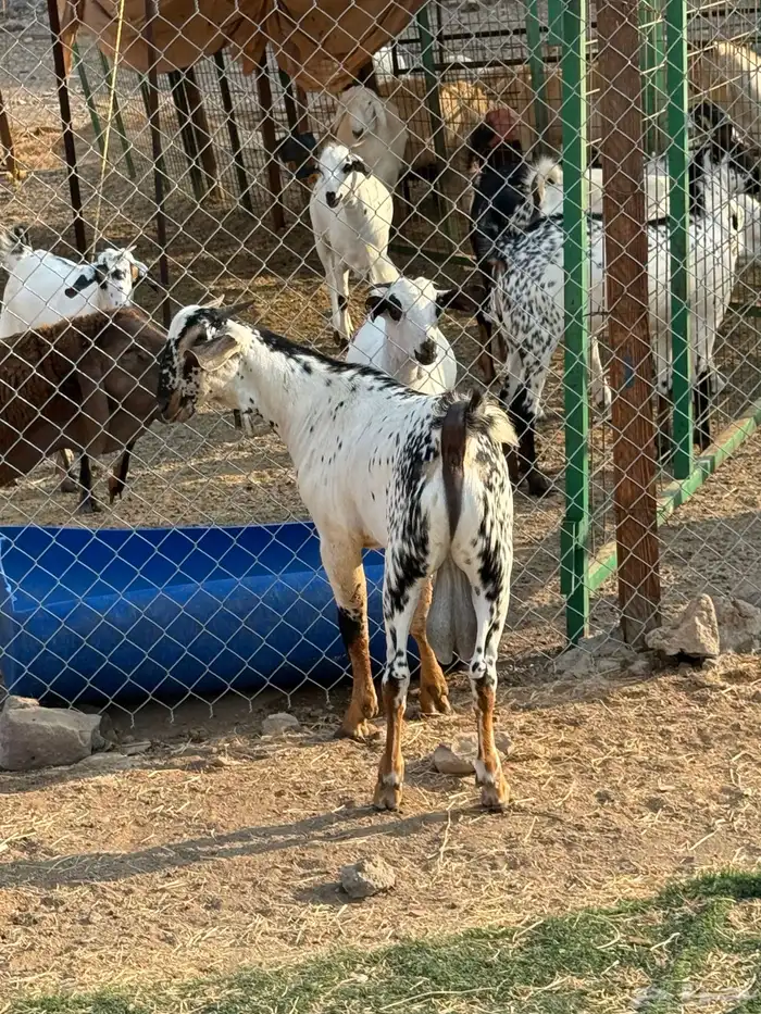 مشروع امرخ فاخر صنف الصنف 2