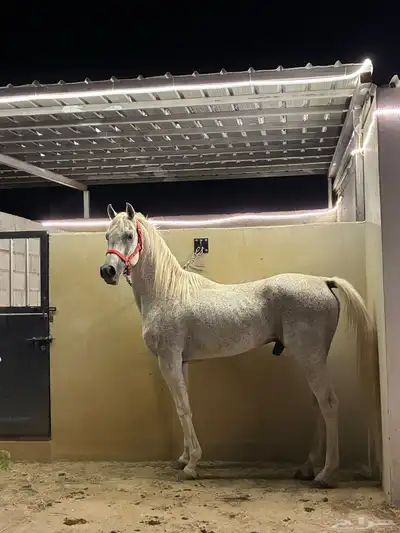 حصان واهو مصري index