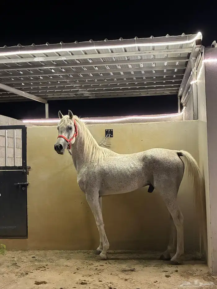 حصان واهو مصري 2