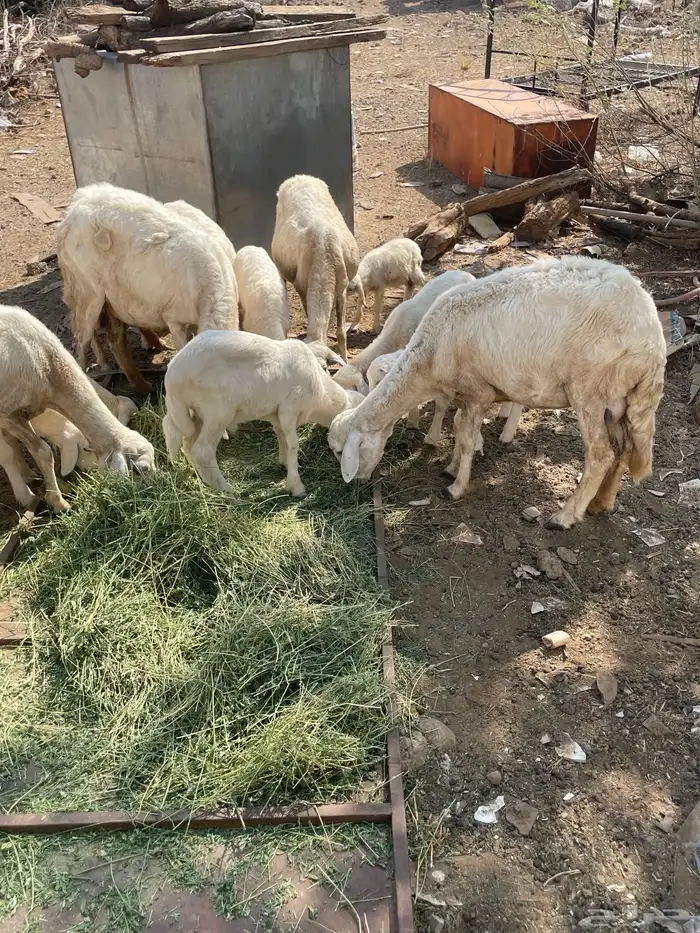 تم تم البيع الضان الصحه شرط العدد 5 كبمراح واحد تم البيع 1