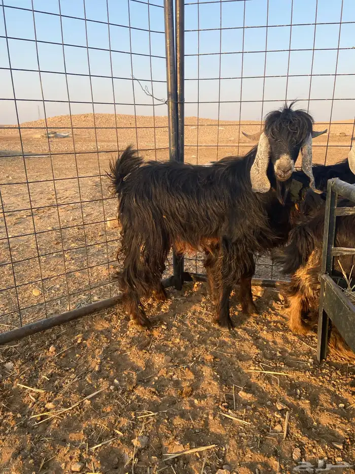 تيوس و جفرات ذبايح 2