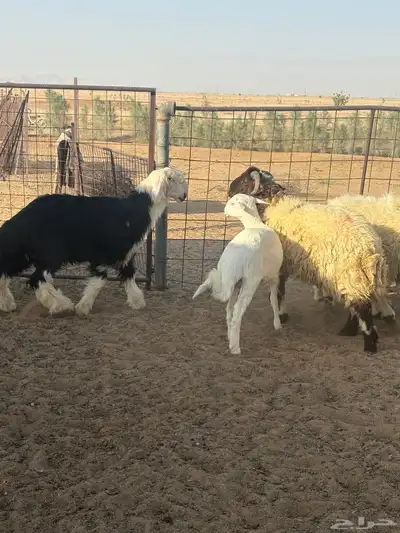 ذبايح مقفلات شحم وجروم حري ونجد ونعيم index