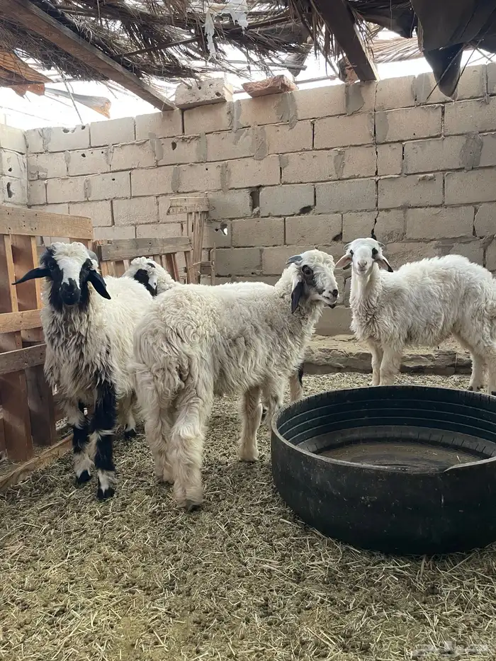 طليان طيبه 2