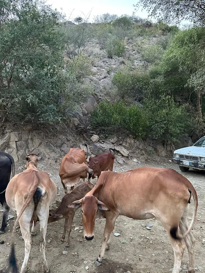 بقر للبيع عدد 5 الموقع رجال المع 5