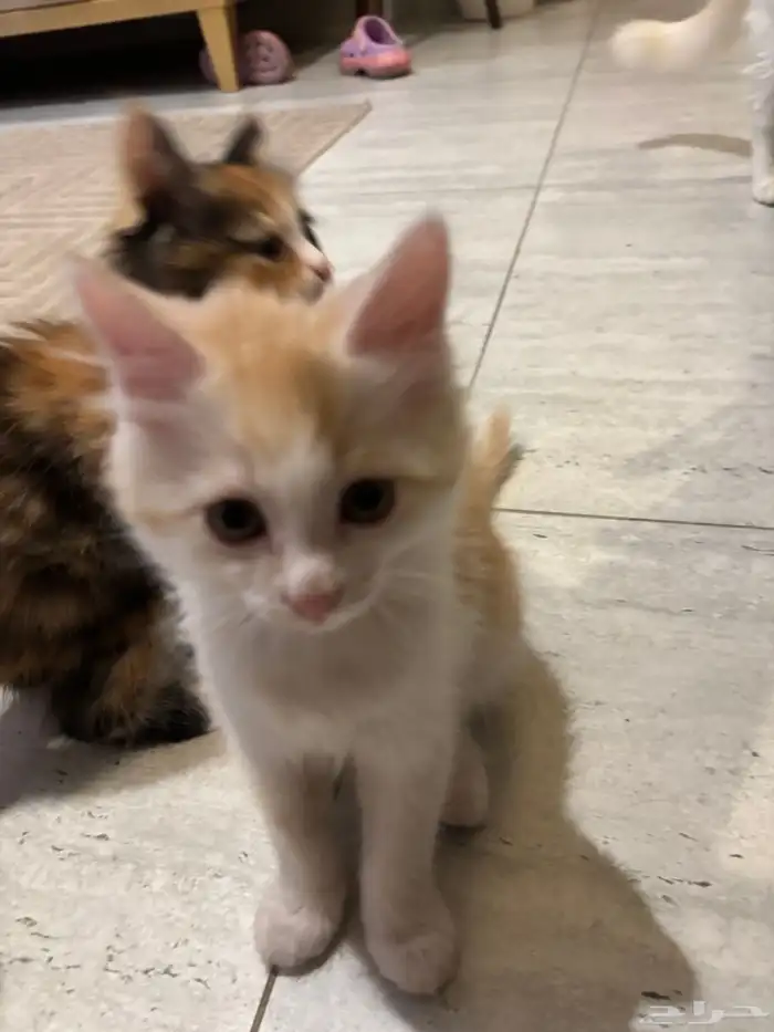 قطط للتبني الأم أمريكي وصغارها 3 عمرهم شهرين 1