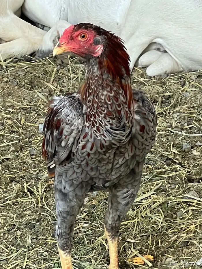 ديك باكستاني سندي 1