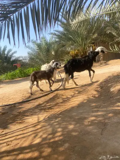 متابيع للبيع index