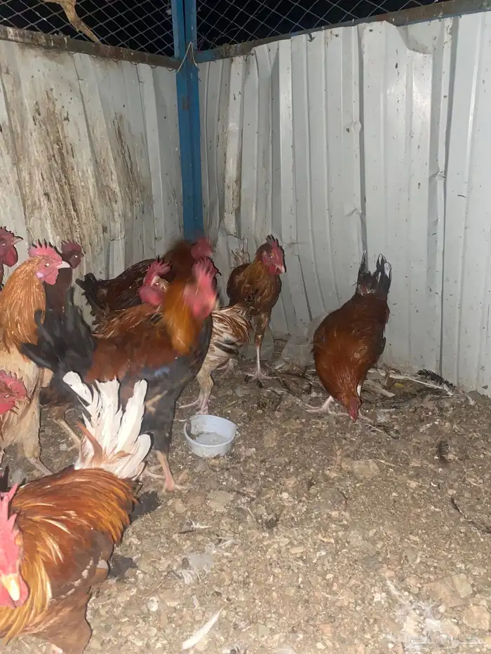 ديوك عربي ترثه 4