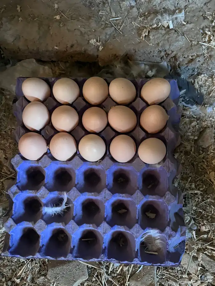 بيض براهما كولمبي دم صافي بيور 2