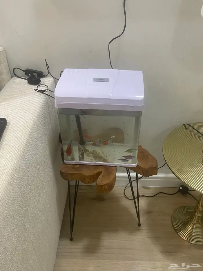 اسماك زينه 1