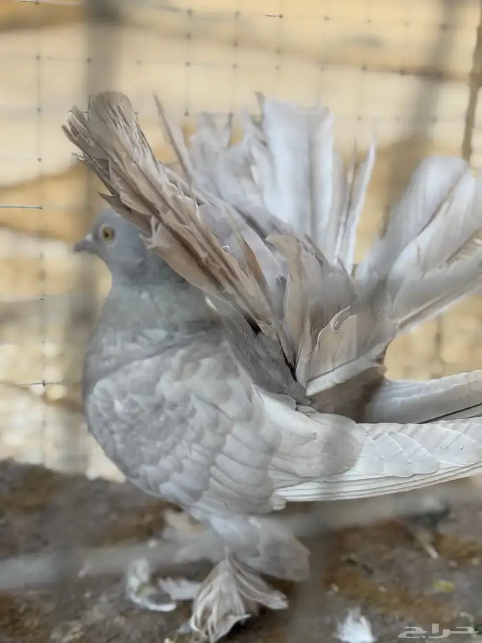 حمام نوادر 3