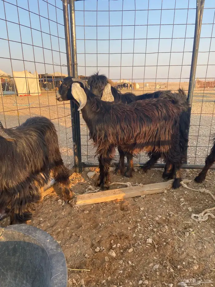 تيوس و جفرات ذبايح 0