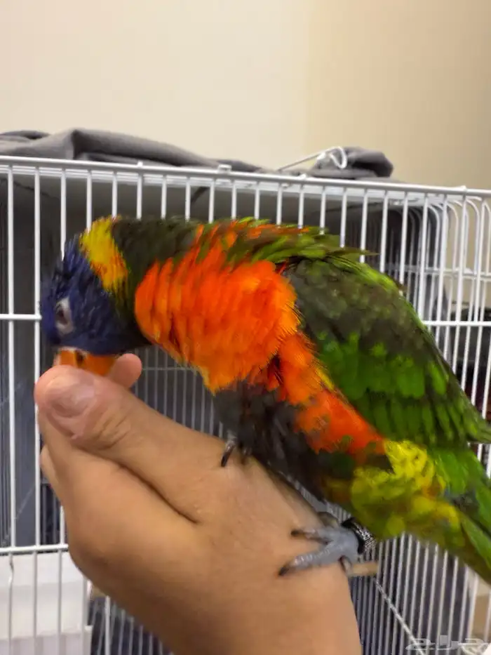 ببغاء لوري 6