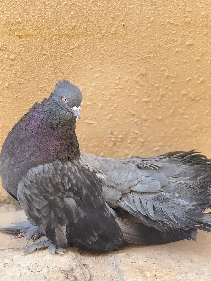 حمام نوادر 0