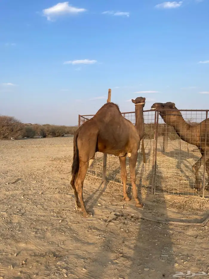 قعود جذع حمر ادهم 5