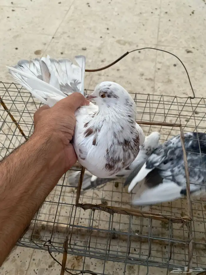 طيور للبيع 3