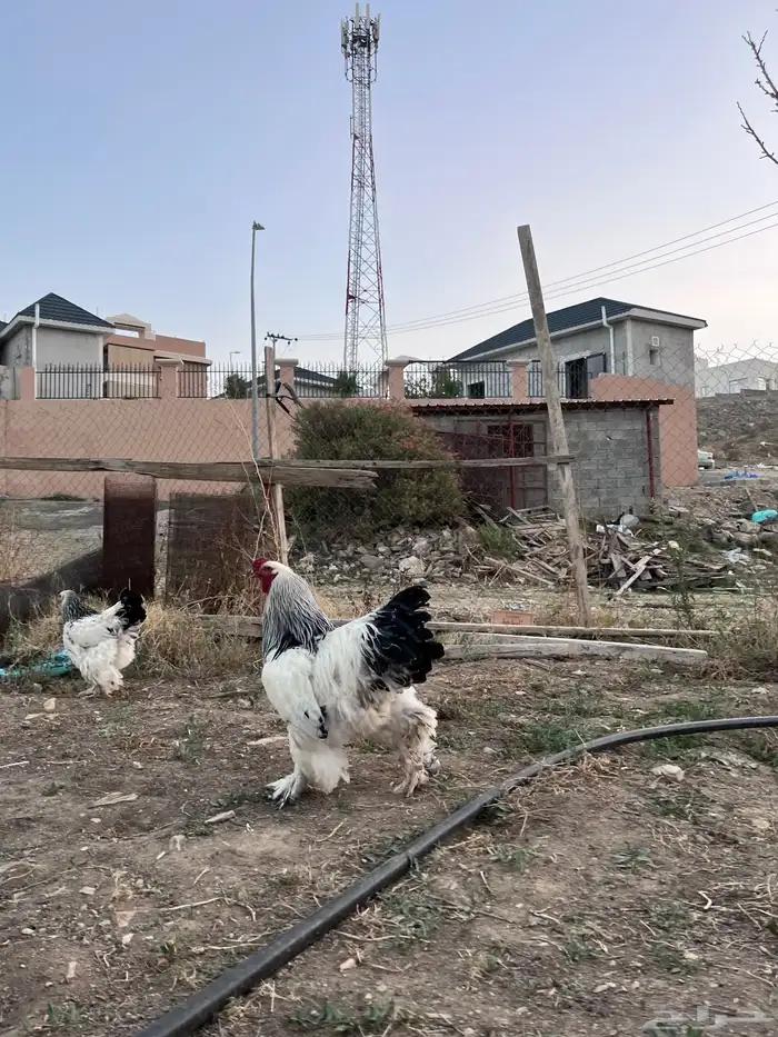 بيض براهما كولمبي دم صافي بيور 6